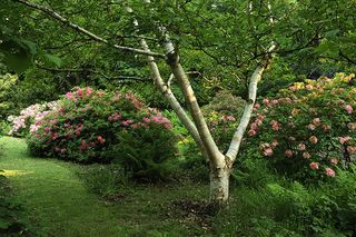 Benvarden ©Val Corbett/Country Life