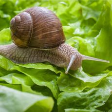Close up of a snail on a lettuce leaf