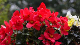 red non-stop begonias