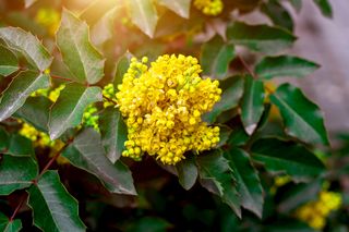Bright yellow Mahonia aquifolium bush flowers on green leaves background in the garden in spring season close up