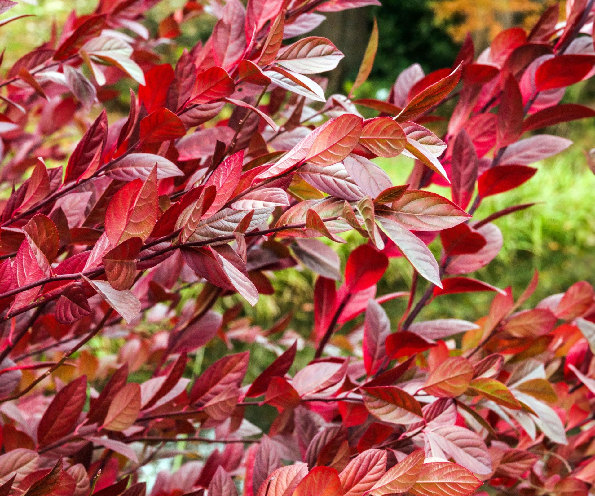 Virginia sweetspire Longspire with red foliage