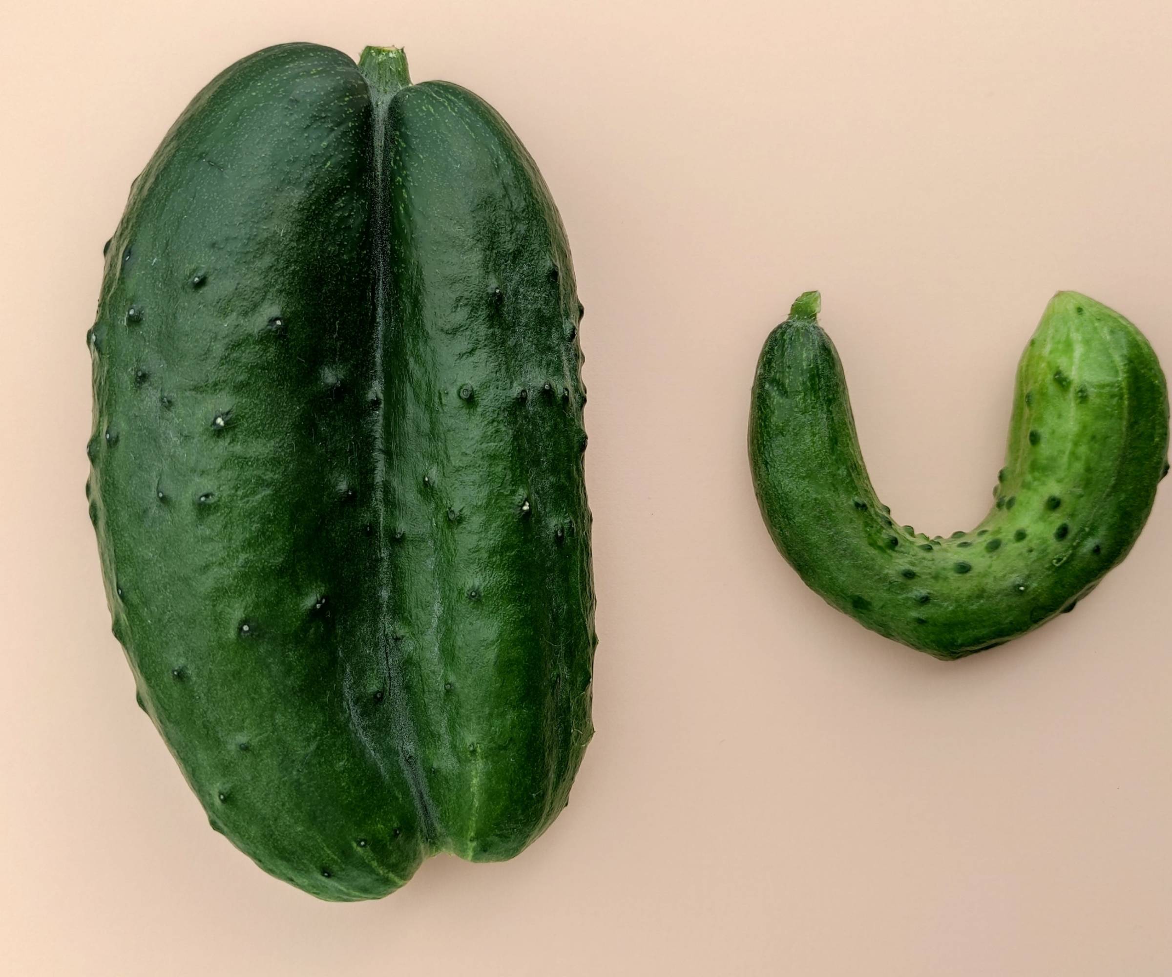 Two weirdly shaped cucumbers