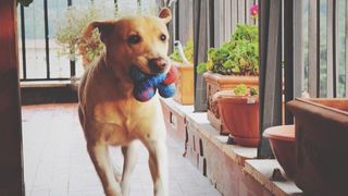 A labrador running away with a toy in his mouth