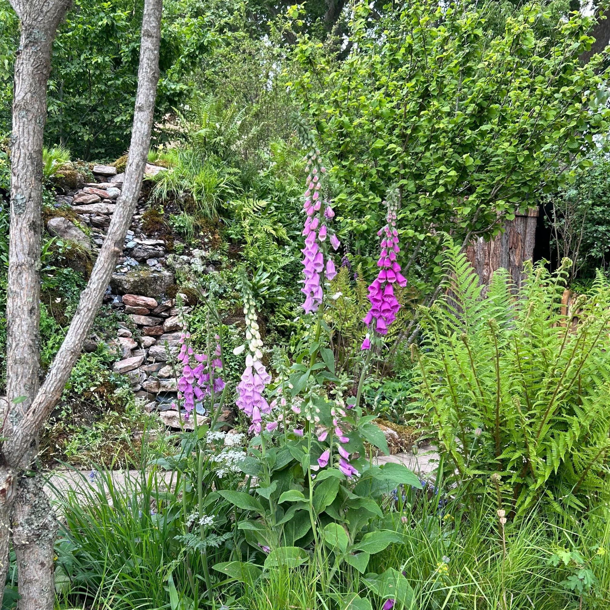 Digitalis purpurea foxgloves growing in garden at RHS Chelsea Flower Show 2025