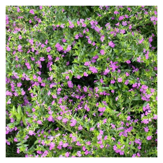 A patch of blooming heather