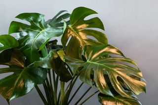 Monstera plant leafs on the grey background in interior
