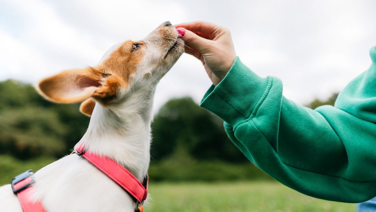 Terrier type dog wearing a pink harness and taking a treat from someone wearing a green jumper