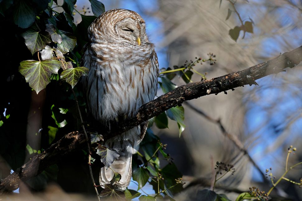 Bad Omen or Wise Advisor? Evocative Owls Star in Photos Live Science