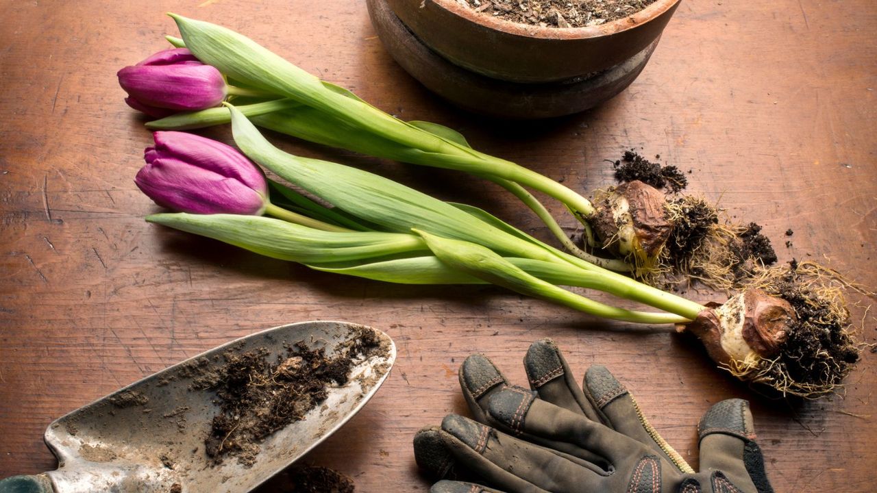 Tulips with bulbs on show near pots, gloves and trowels