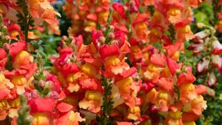 Orange and yellow snapdragon flowers