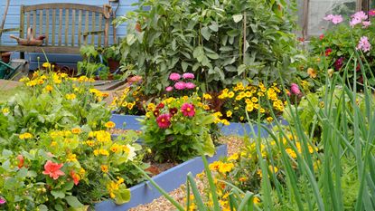 a potager garden of mixed flowers and vegetables in raised beds