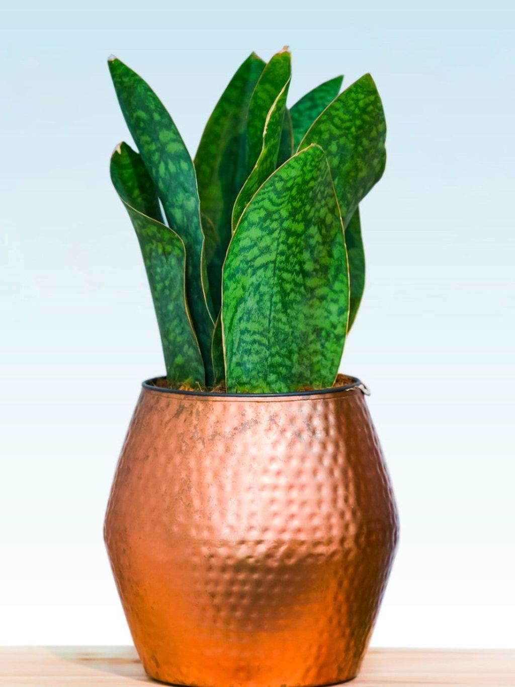 Using Metal Planter Containers: Metal Planter DIY Ideas | Gardening ...