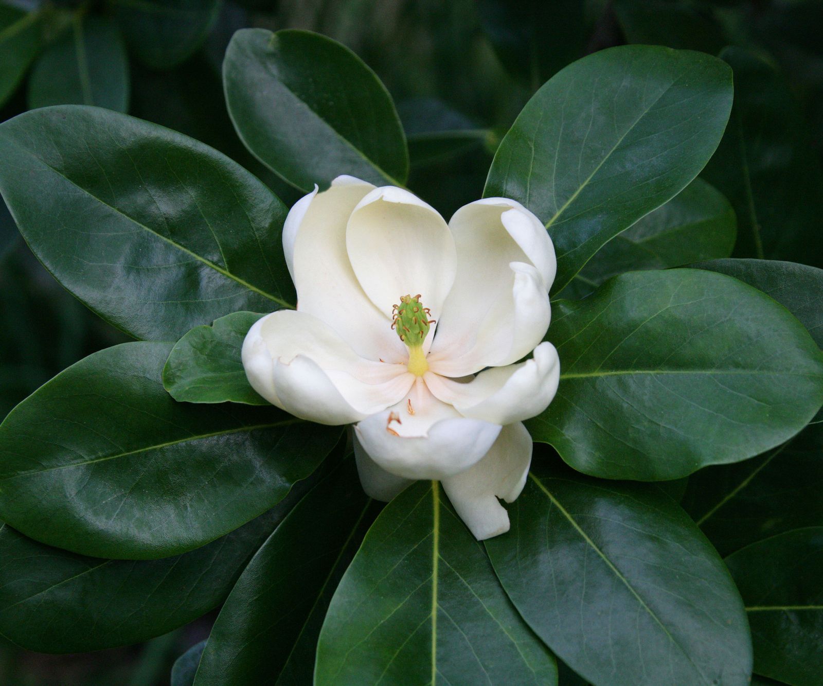 Best magnolia trees 8 types to add to your yard Homes & Gardens