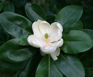 white flower of Magnolia virginiana (sweet bay magnolia)