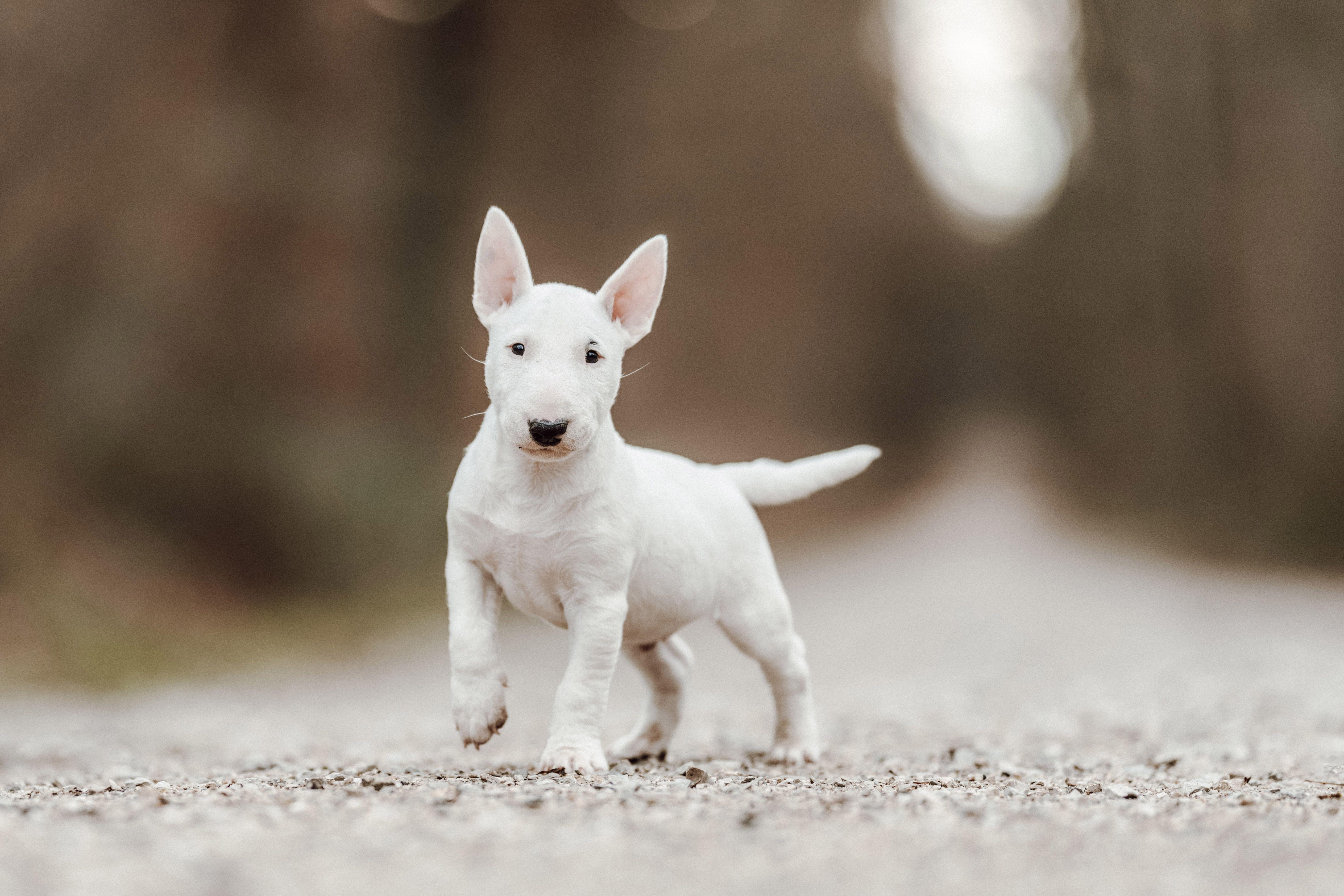 White English bull terrier puppy with one front paw slightly raised