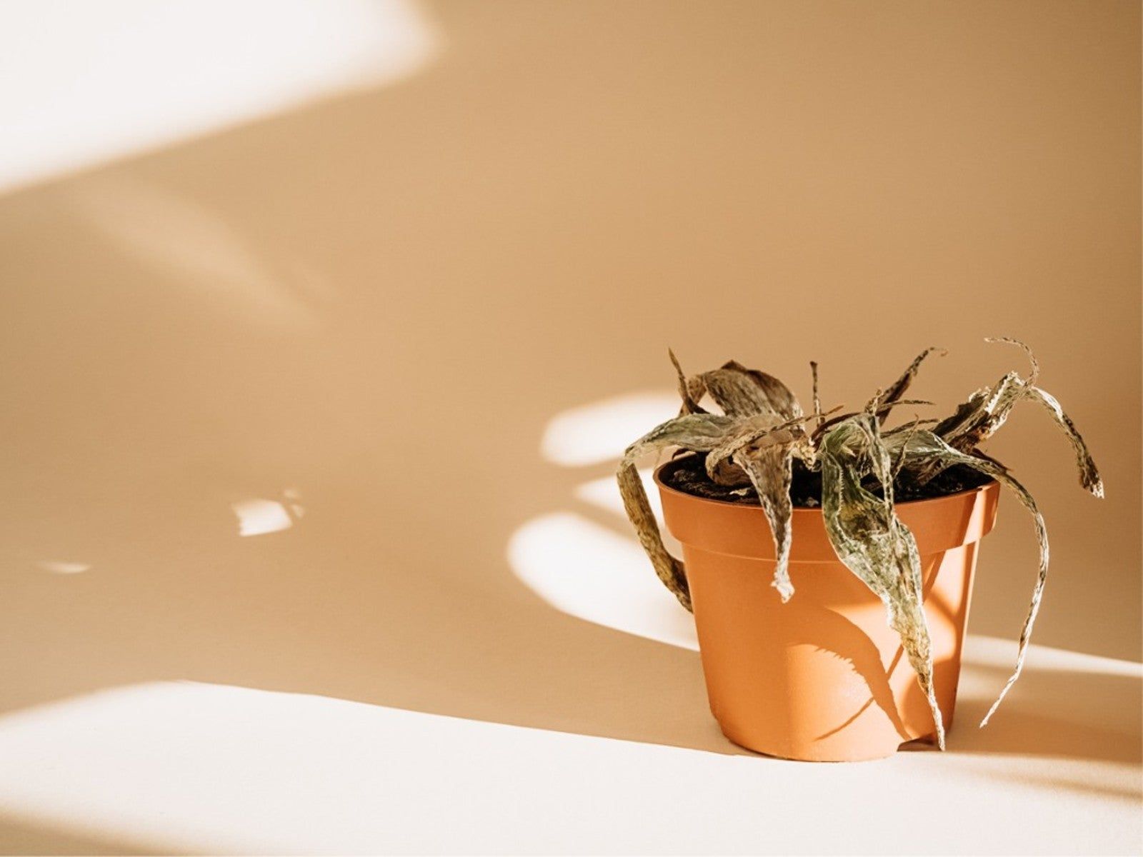 Why Is My Aloe Plant Dying? How To Save A Dying Aloe Plant | Gardening ...