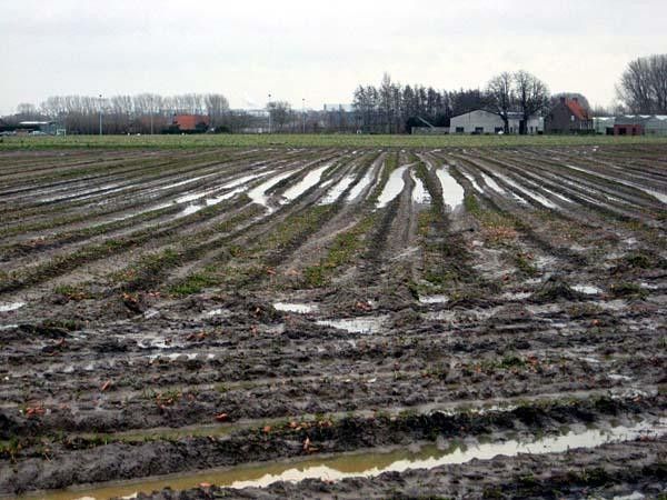 Standing water in the carrot fields