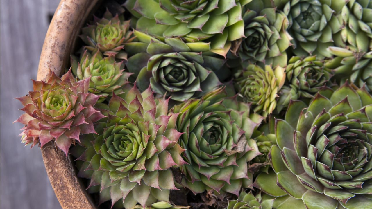 How to style succulents indoors