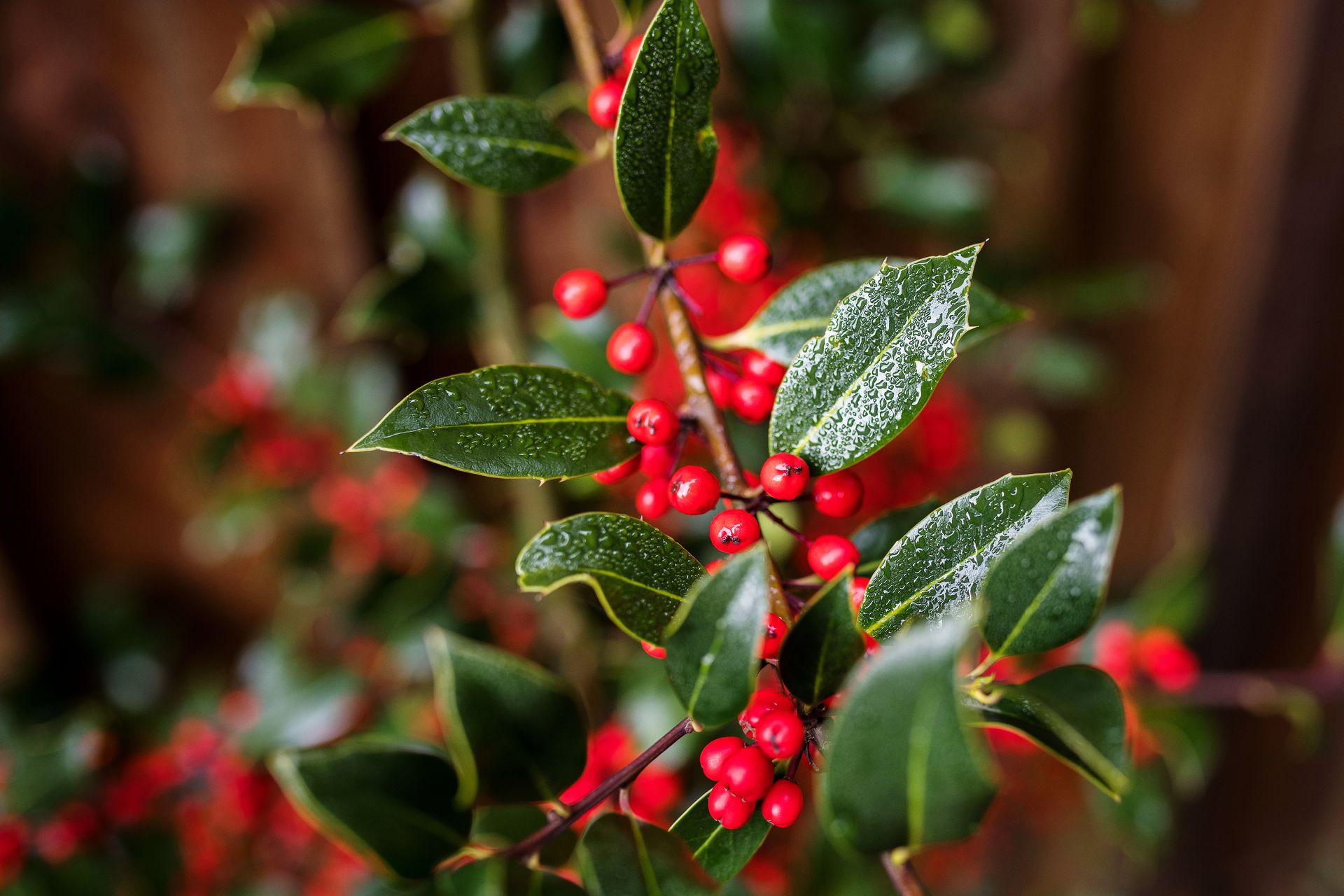 Indoor Holly Plant Care — Everything You Need to Know | Livingetc