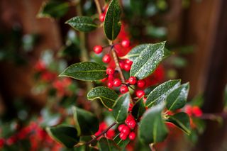 A close-up of holly