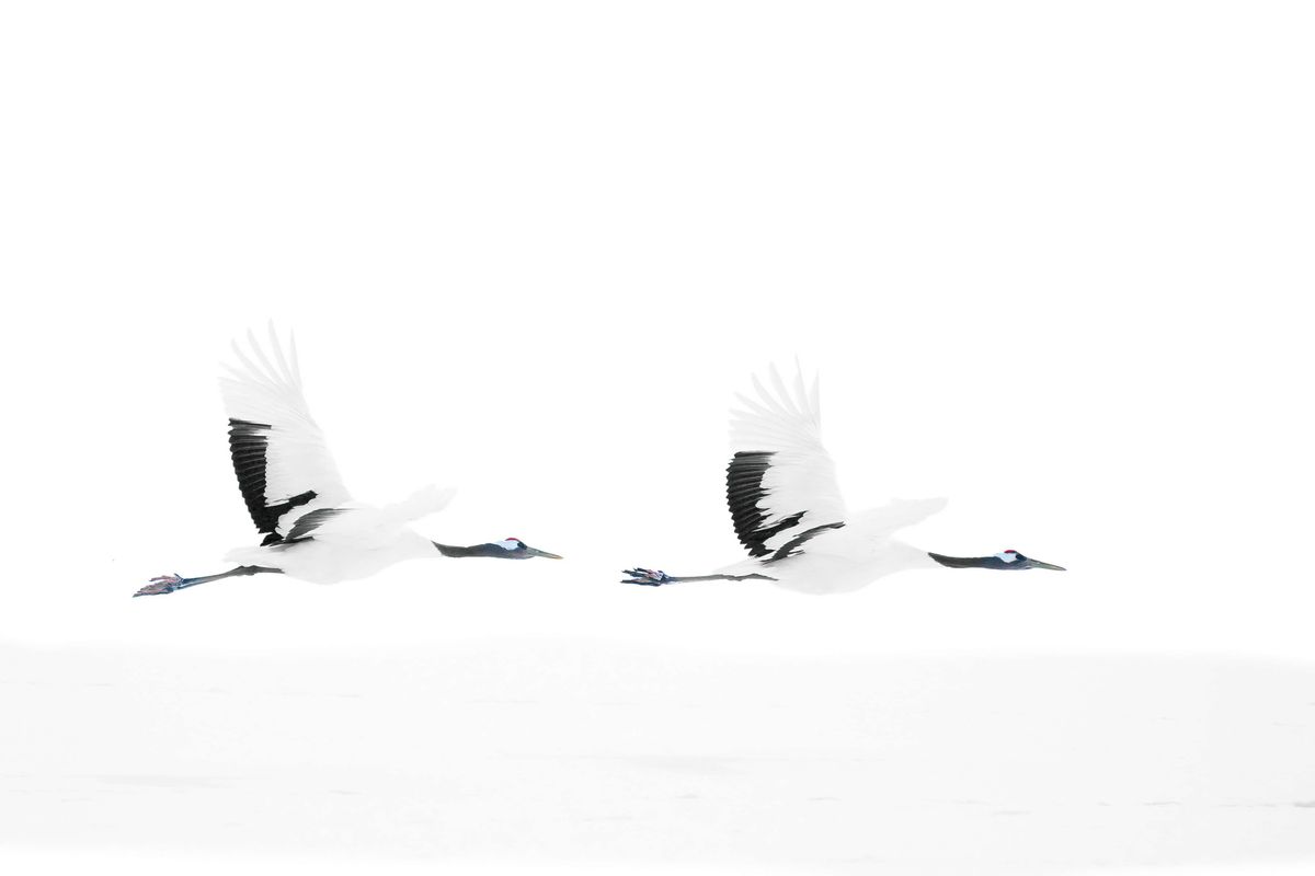 Red-crowned crane.