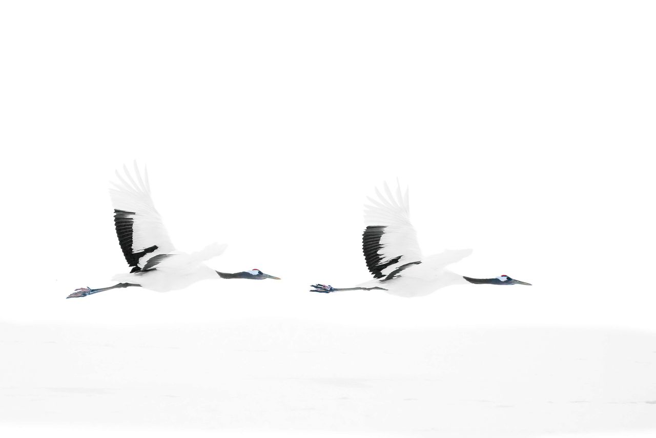 Red-crowned crane.
