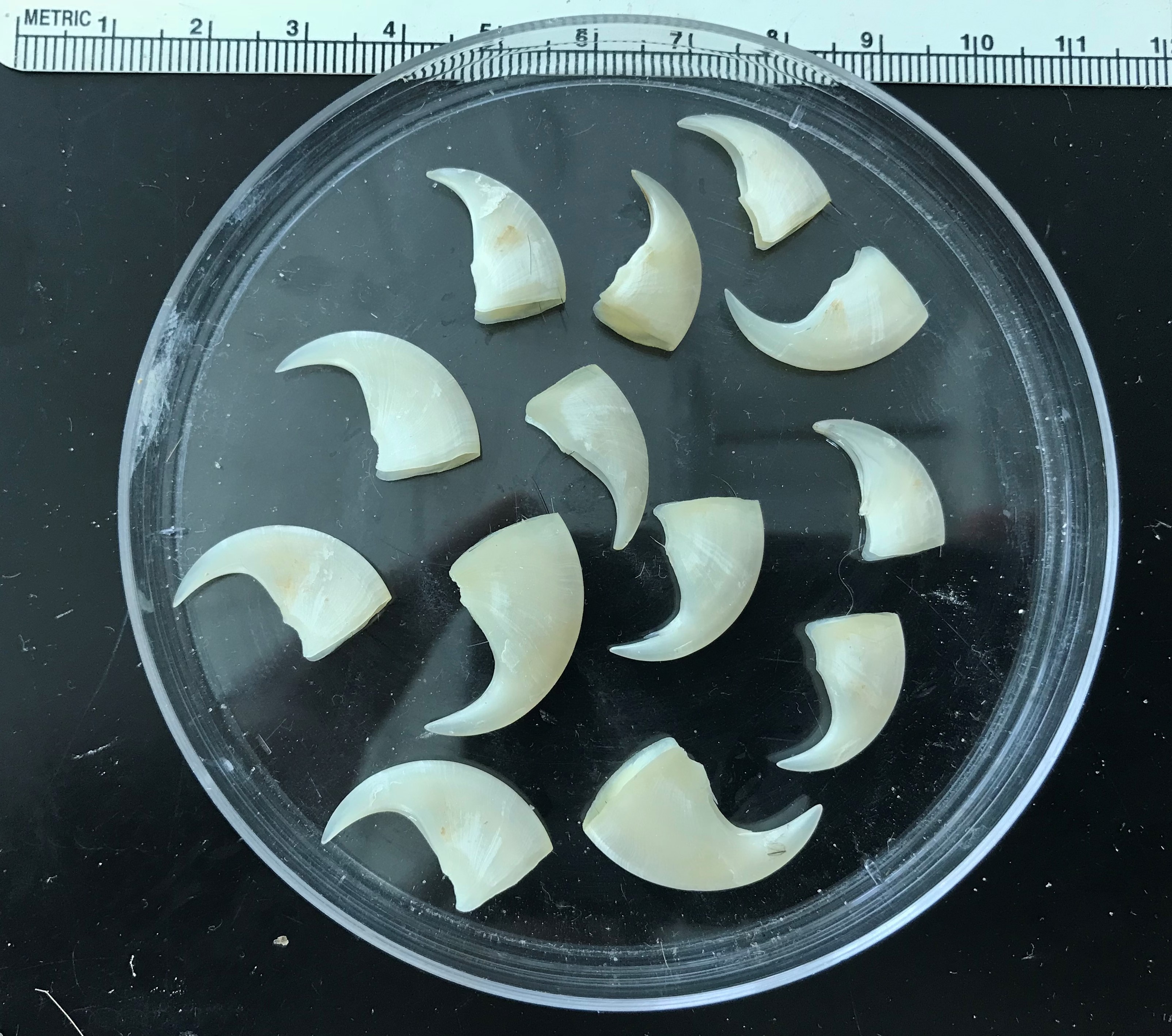 Bobcat claws in a petri dish.