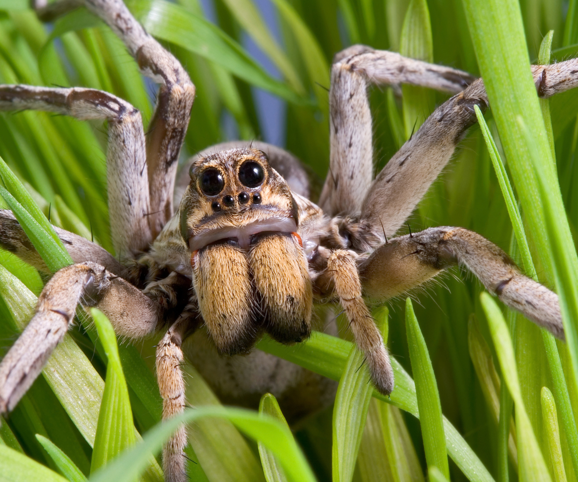 Birth month spiders