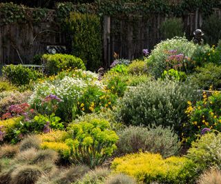 Desert landscaping