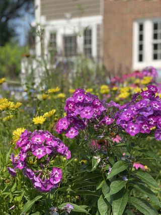 pink phlox flowers in front of a house