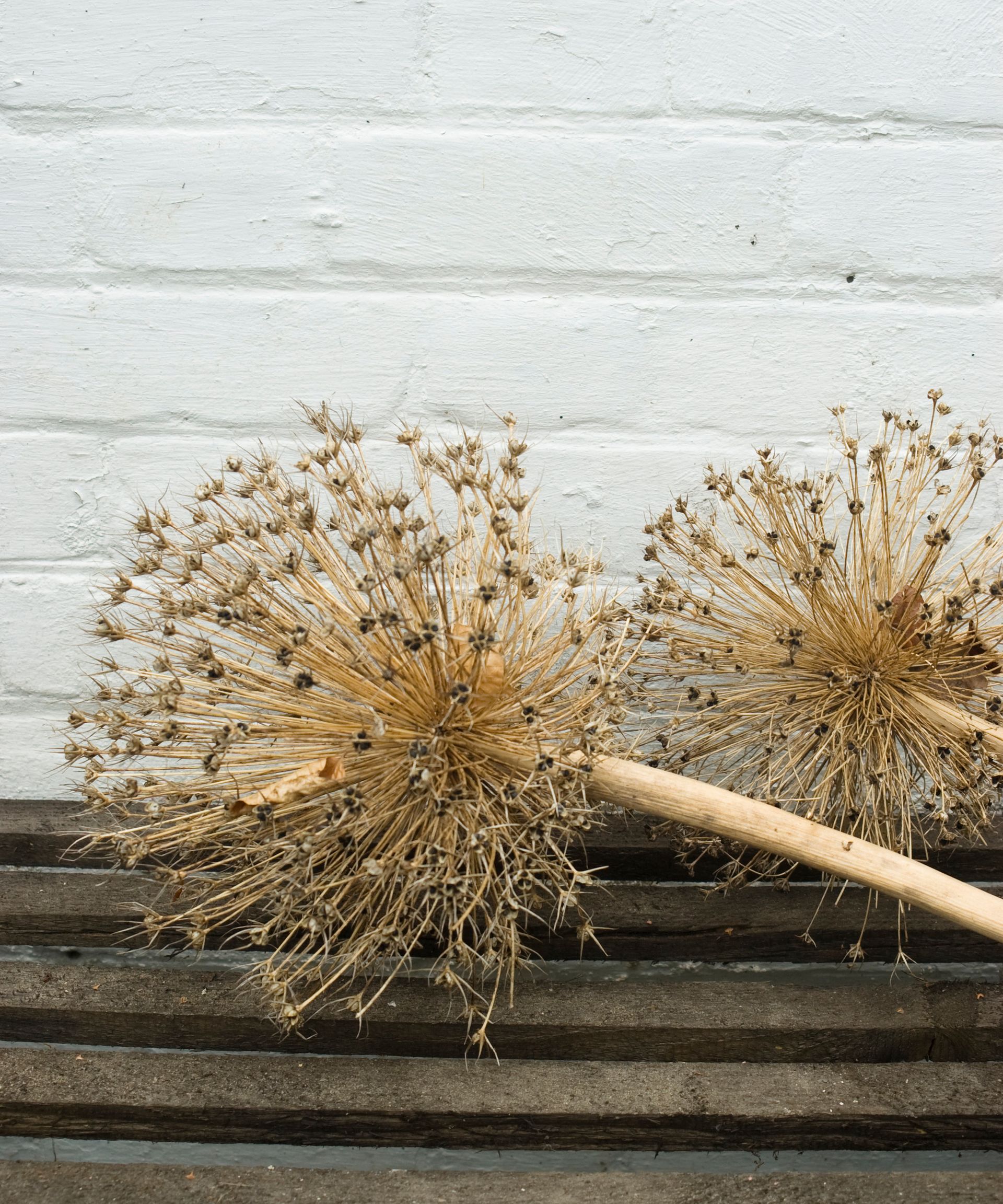 Two dried Allium seed heads on a wooden rack