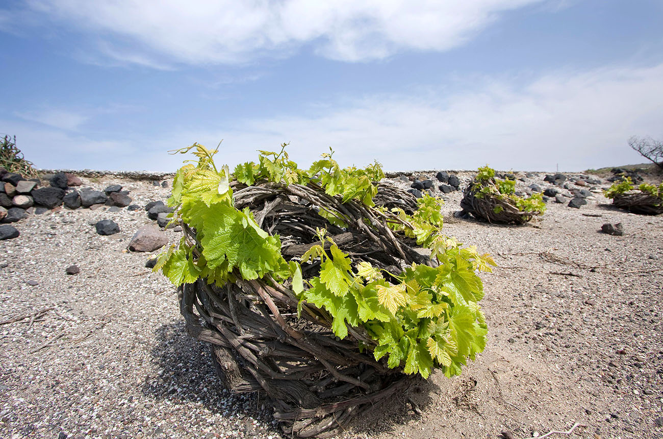 Santorini vine traditional basket training
