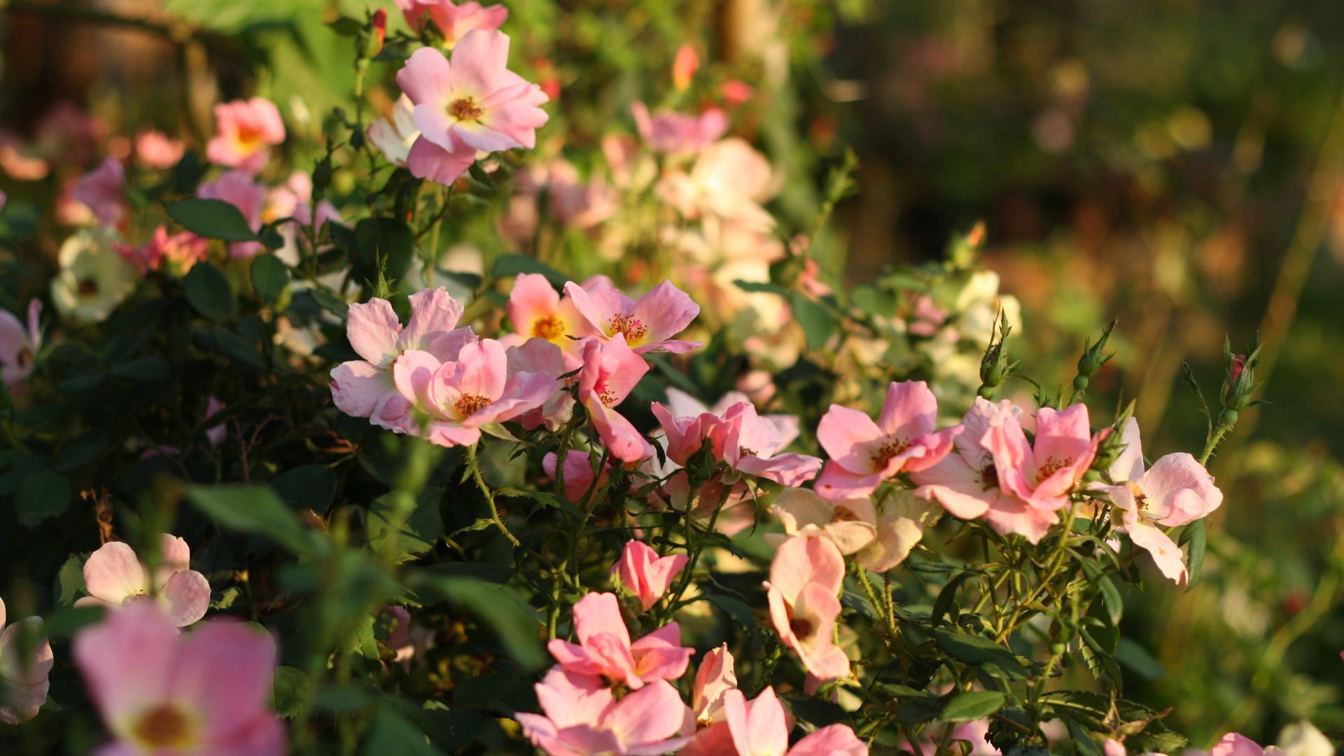 Rose bush