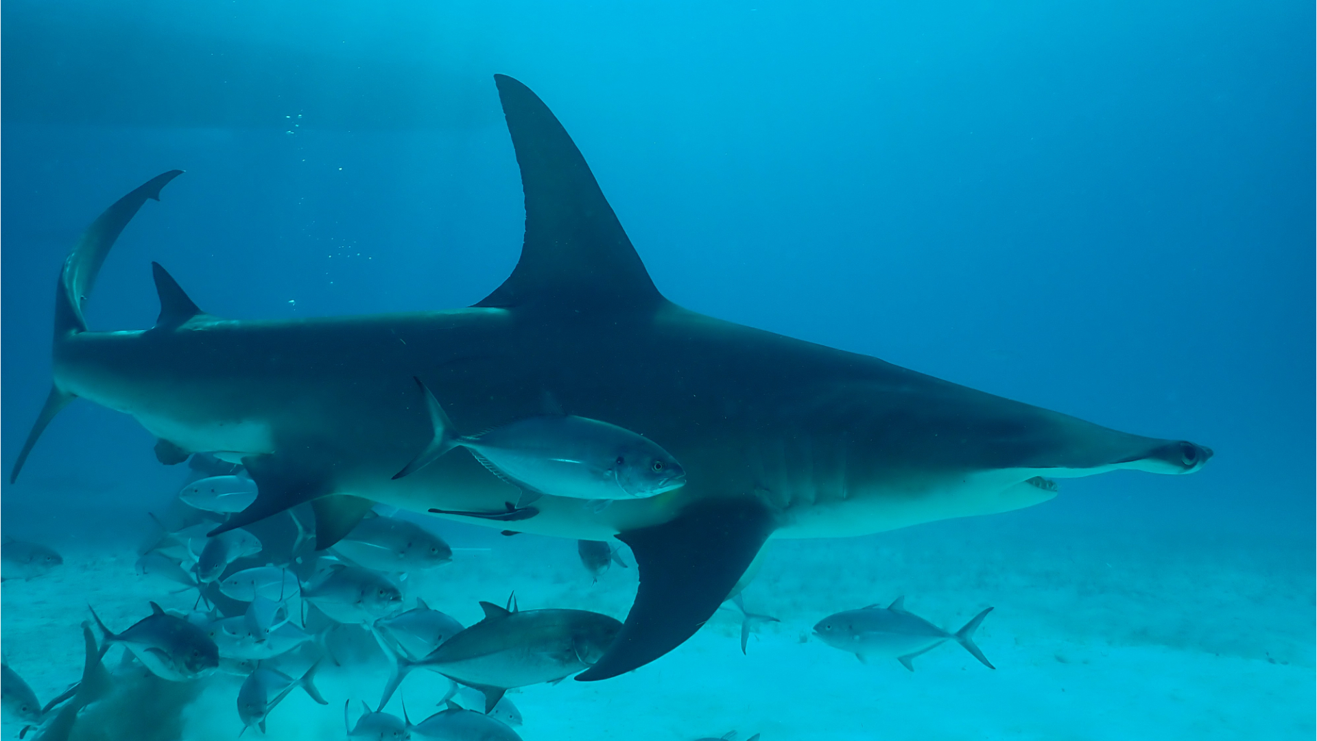 How to watch Shark Fest 2023 National Geographic's month of shark