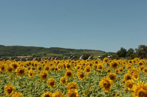 The peloton labours under serene skies
