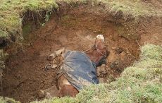 Horse-rescued-2.jpg