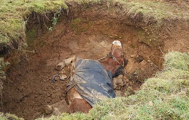 Horse-rescued-2.jpg