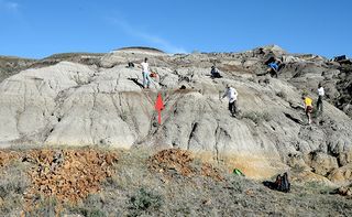 Fossils of the horned dinosaur Mercuriceratops Gemini were discovered in Montana as well as in a quarry in Dinosaur Provincial Park, Alberta, Canada (shown here).