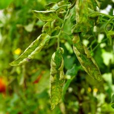 curled leaves on tomato plant