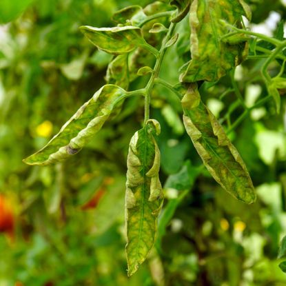 curled leaves on tomato plant
