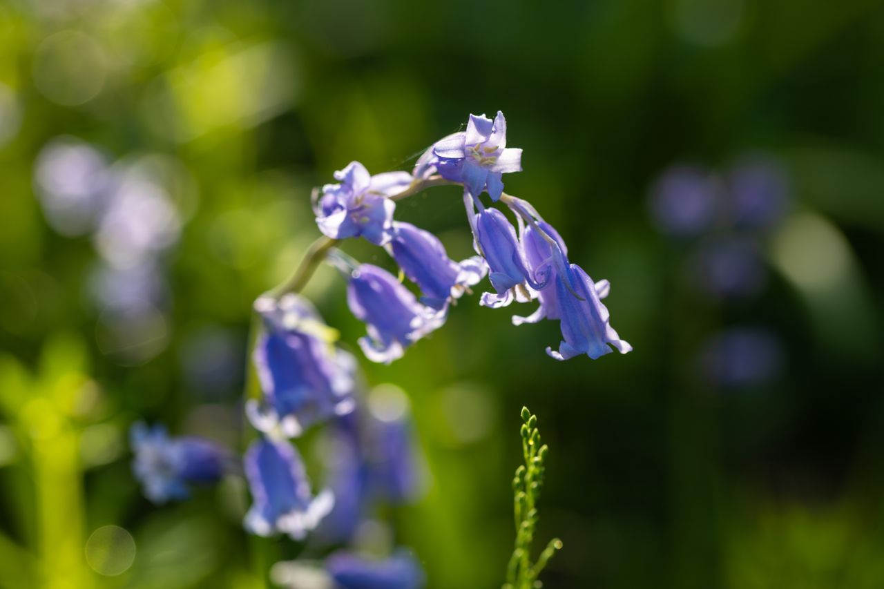 Kenko Black Mist No5 filter