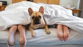 French Bulldog in bed with couple