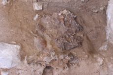 Archaeologists have discovered the torso and squashed skull of a Neanderthal who lived about 70,000 years ago in what is now Iraqi Kurdistan. Heavy sediment flattened the skull (shown here). 