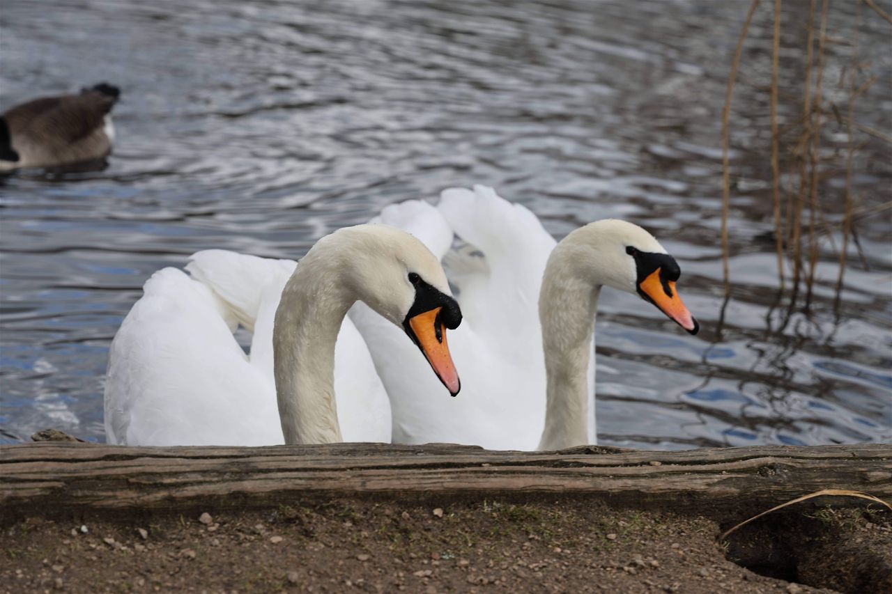 Canon EOS R6 MKII sample image