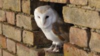 A barn owl inside a brick wall