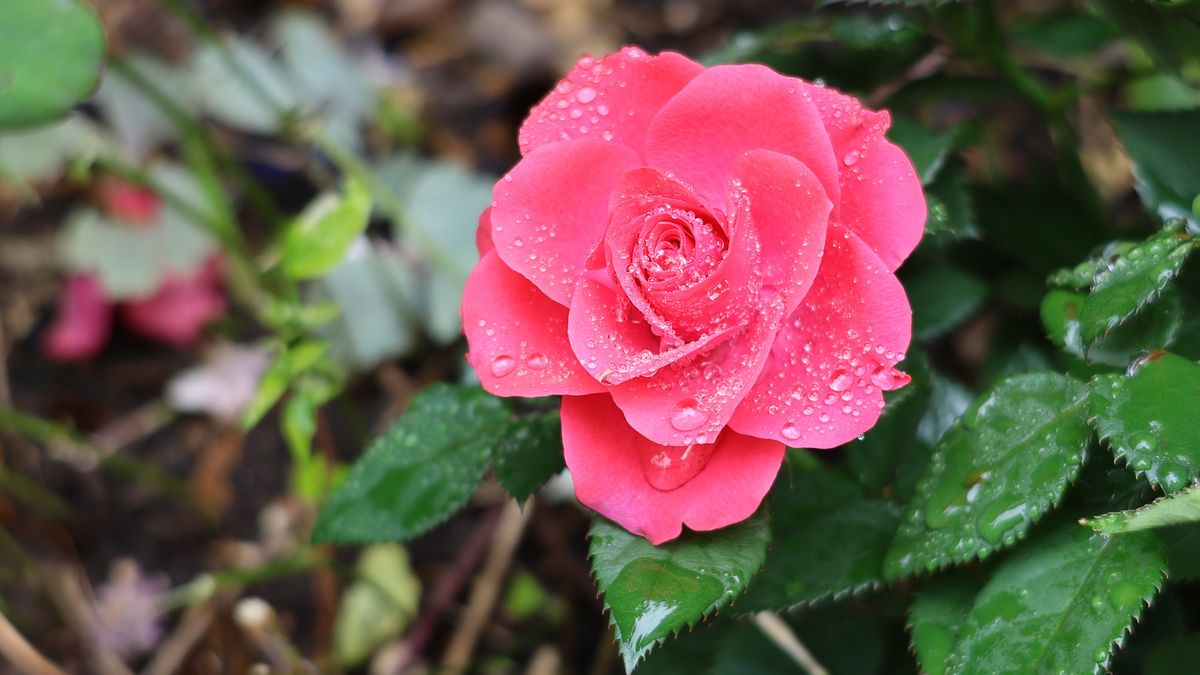 Canon EOS R8 sample image