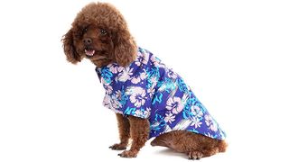 Dog in dog shirt