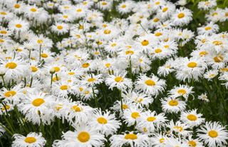 A perennial Shasta Daisy with large white flowers with curly petals