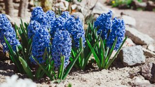 Blue hyacinths growing in a flower bed