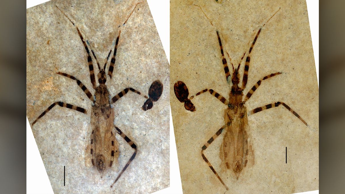 L’insecte « ancien tueur » est mort il y a 50 millions d’années, pétrifié avec son pénis intact